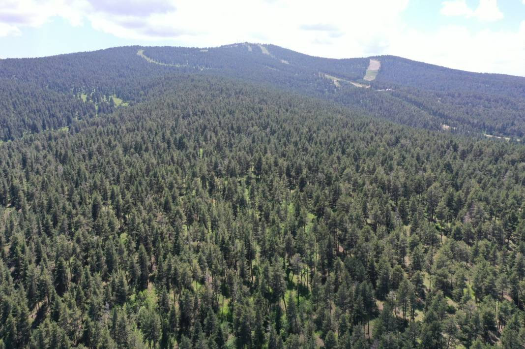 Tam 27 ilde resmen yasaklandı! Ormanlara giremeyeceksiniz - Resim: 26